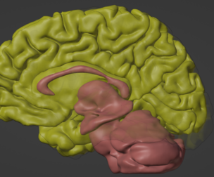 3D Model of Brain
