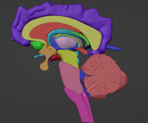 3D Brain Hemisphere and Brain Stem