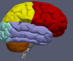 3D MODEL OF HUMAN BRAIN v2