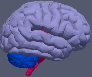 3D Model of Human Brain v3