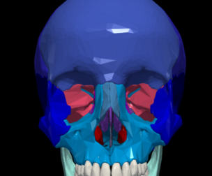 3D Model of Skull Bones