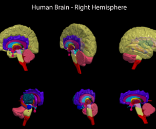 3D Model of Human Brain - Right Hemisphere