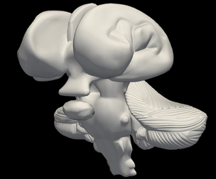 3D Model of Brain Stem and Cerebellum