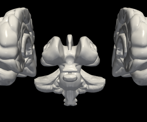 3D Model of Brain with Cerebellum and Brain Stem