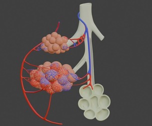 3D Model of Bronchioles and Alveoli Anatomy
