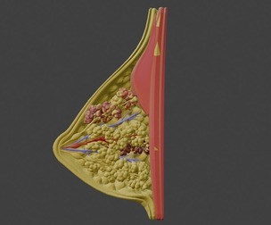 3D Model of Mammary Gland - Cross Section