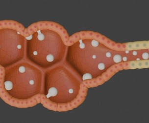 3D Model of Mammary Gland