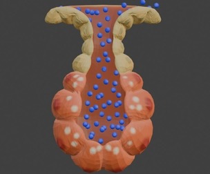 3D Model of Salvary Glands
