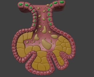 3D Model of Sebaceous Gland