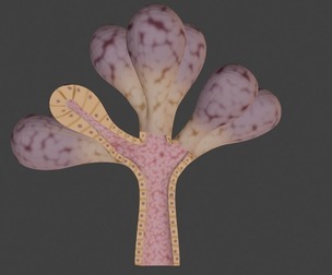 3D Model of Lacrimal Gland Anatomy