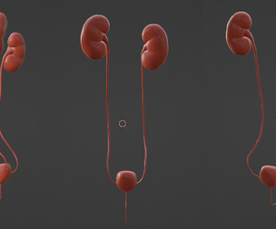 3D Model of Urinary System