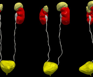 3D Model of Urinary System v2