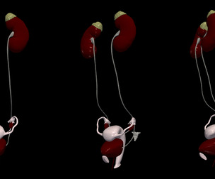 3D Model of Female Reproductive and Urinary System
