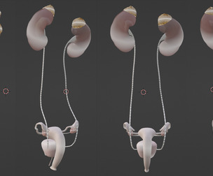3D Model of Female Reproductive, Urinary System, Hip and Sacrum