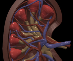 3D Model of Kidneys