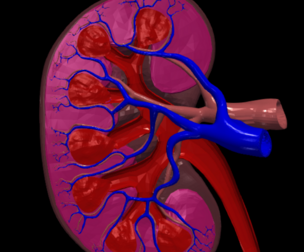 3D Model of Human Kidney cross section