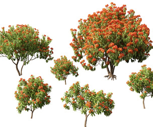 (HighPoly+LowPoly) Saraca asoca - ashoka tree