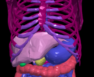 3D Model of Gastrointestinal Tract with Bones