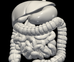 3D Model of Digestive System