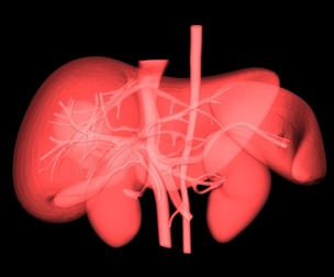 3D Model of Pre- and Post- Operative Liver
