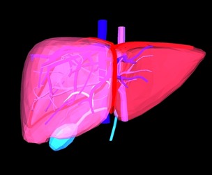 3D Model of Healthy Liver