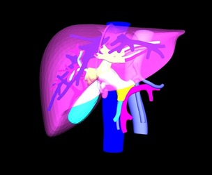 3D Model of Liver Vasculature