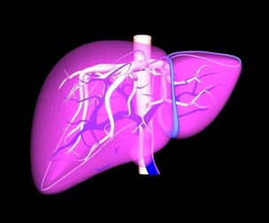 3D Model of Human Liver with Arteries