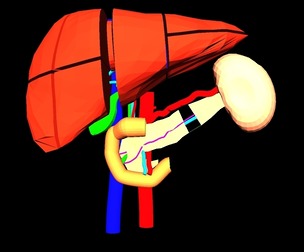 3D Model of Liver Anantomy (with segments)