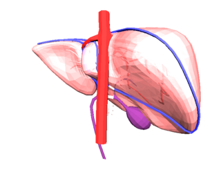 3D Model of Human Liver
