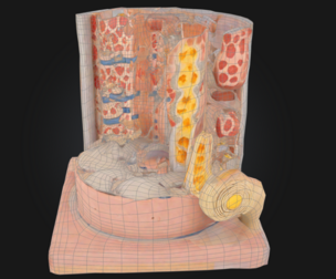 3D Relief Model of the Ovary
