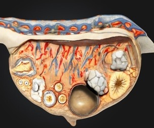 3D Relief Model of the Ovary