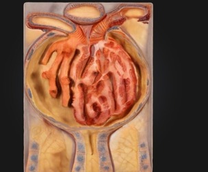 3D Malpighian Corpuscle Of Kidney Anatomy Model