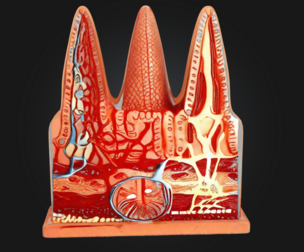 3D Intestinal Villi Anatomy Model