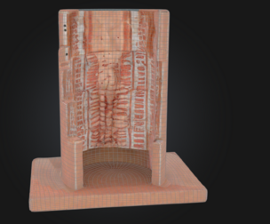 3D Microanatomy Model of Digestive System