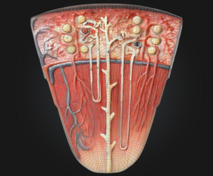 3D Model of Nephron Anatomy