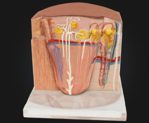 3D Model of Kidney Microanatomy