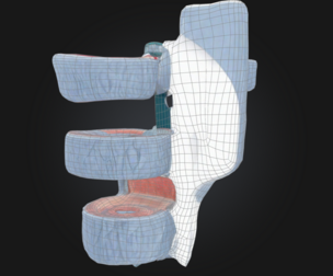 3D Model of 4-Piece Vein Cross Section Anatomy