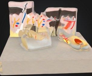Anatomy Lab Skin, Nail and Hair Structure Anatomy Model