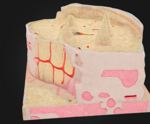 Microanatomy Bone Structure Anatomy Model