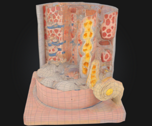 Human Muscle Micro Anatomy Model