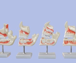 3D Model of Human Dental Development Anatomy