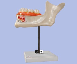 3D Model of Half Lower Jaw Anatomy