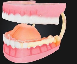 3D Teeth and Mouth Model