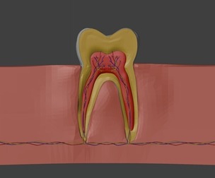 3D Model of Teeth - Dental Model