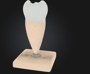 3D Model of Lower Single-Root Pre-Molar Tooth