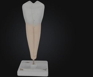 3D Model of Lower Single-Root Pre-Molar Tooth