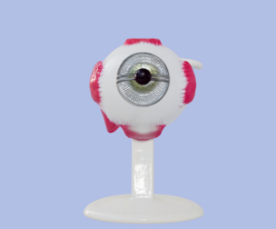 3D Eye Anatomy and Microanatomy Model