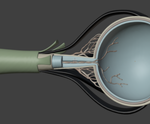 3D Model of Human Eye Anatomy v2