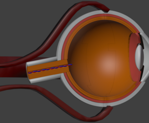 3D Eye Model Anatomy - Cross Section
