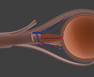 3D Model of Human Eye Anatomy